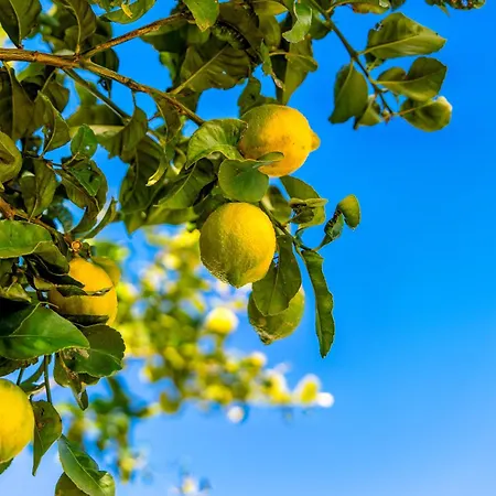 Casa Luisa 2 Ruhig Zitronenbaum *